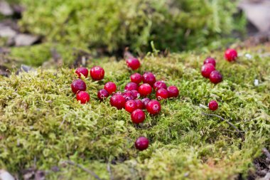 moss üzerinde dağınık kırmızı kızılcık