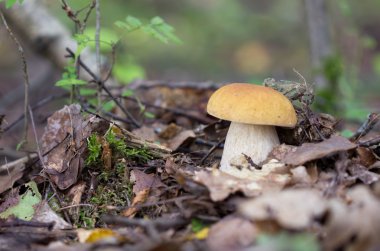 Beyaz mantar kuru yapraklar arasında ormanda