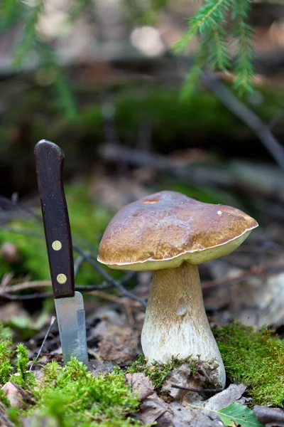 Beautiful white mushroom growing in the forest — Stock Photo, Image