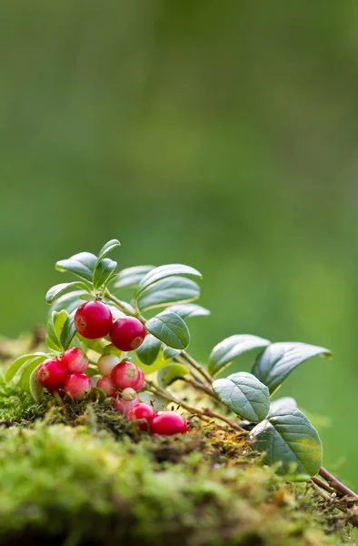 Primo piano dei mirtilli rossi nella foresta . — Foto Stock