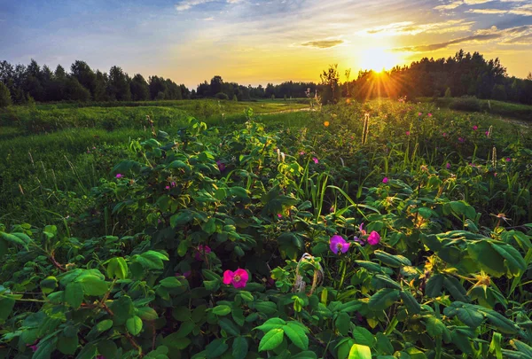 Rosa selvagem ao pôr do sol — Fotografia de Stock