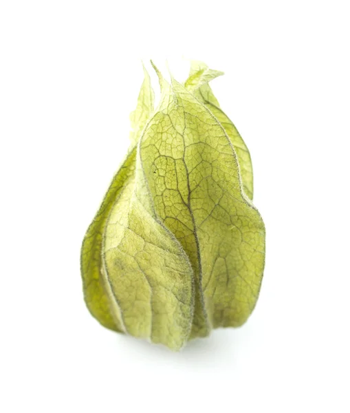 Physalis — Foto Stock