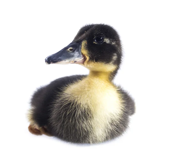 Funny black Duckling — Stock Photo, Image