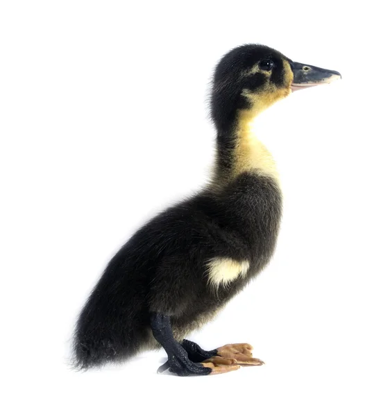 Funny black Duckling — Stock Photo, Image