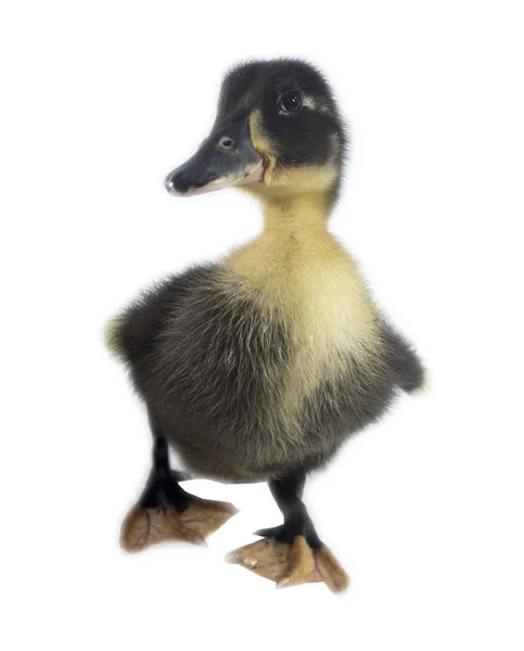 Funny black Duckling — Stock Photo, Image