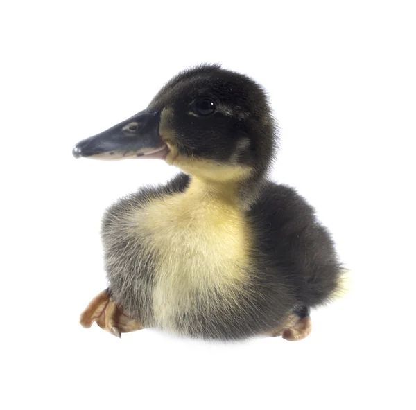 Funny black Duckling — Stock Photo, Image