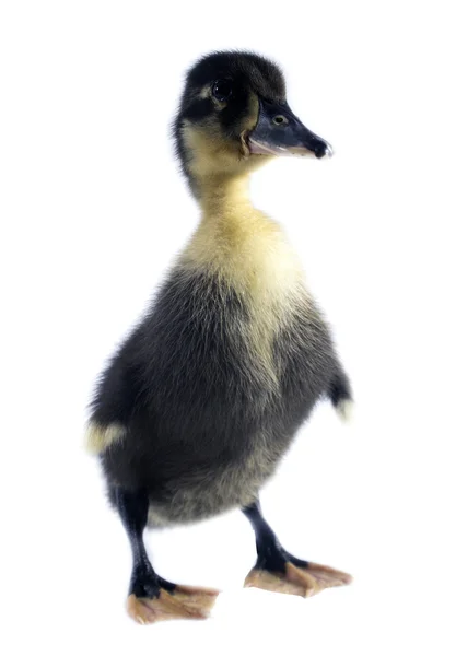 Funny black Duckling — Stock Photo, Image