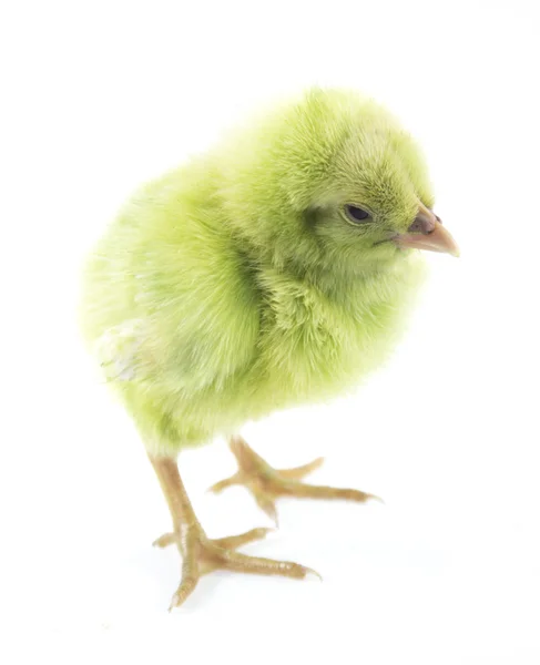 Little chicken — Stock Photo, Image