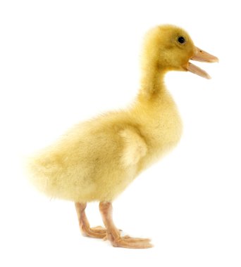 drôle caneton jaune 