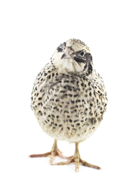 Young quail — Stock Photo, Image