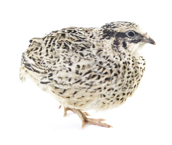 Young quail — Stock Photo, Image