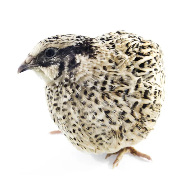 Young quail — Stock Photo, Image