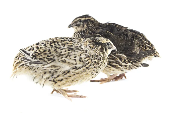 Young quail — Stock Photo, Image