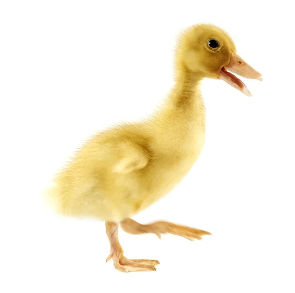 Funny yellow Duckling — Stock Photo, Image