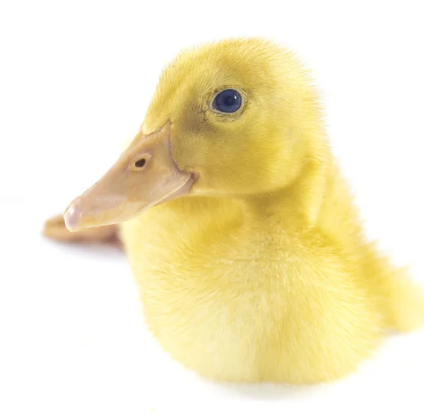 Funny yellow Duckling — Stock Photo, Image