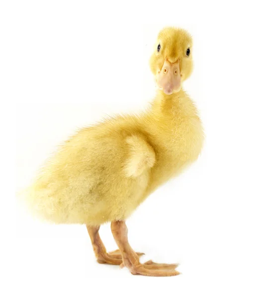 Funny yellow Duckling — Stock Photo, Image