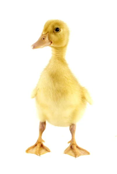 有趣的黄色小鸭 — 图库照片