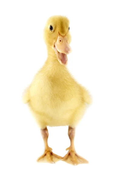 Drôle de canard jaune — Photo