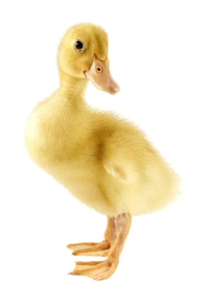 Funny yellow Duckling — Stock Photo, Image