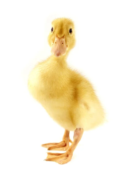 Śmieszne żółte kaczątko — Zdjęcie stockowe