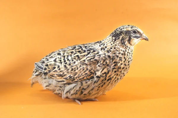 Young quail — Stock Photo, Image