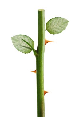 Gül dikeni