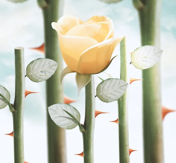 Žlutá zahrada růží — Stock fotografie