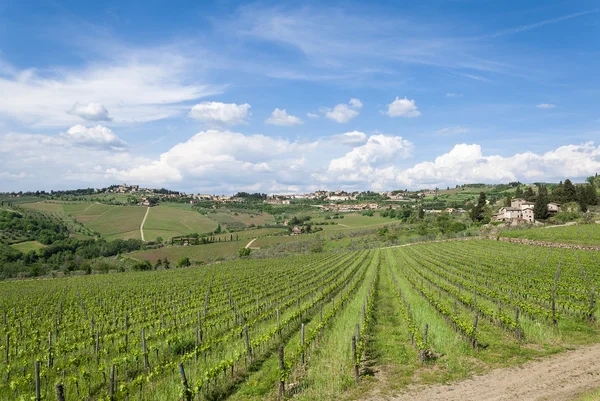 Viña toscana —  Fotos de Stock