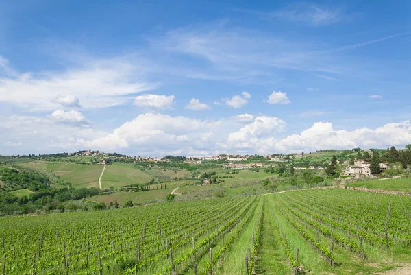 Céu nublado na vinha da Toscana — Fotografia de Stock