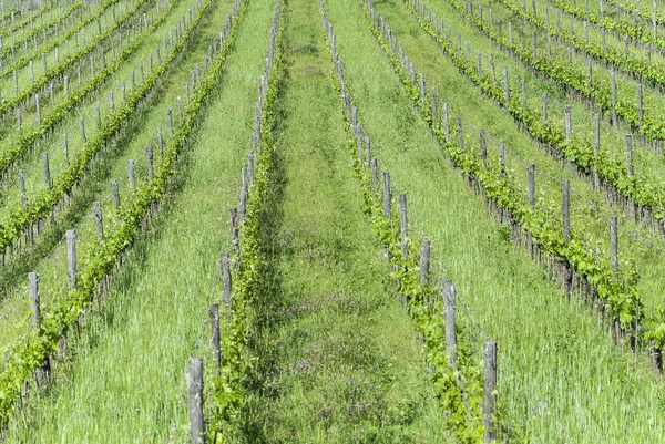 Krajobraz toskańskich winnic — Zdjęcie stockowe