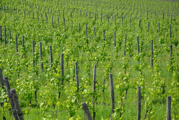 Toskanische Weinbaulandschaft lizenzfreie Stockfotos