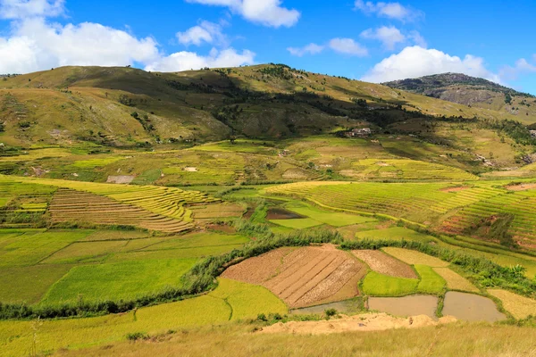 Landscape with rice fields in central Madagascar — Stock Photo, Image