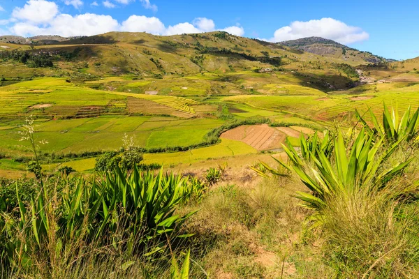 Paesaggio con risaie nel Madagascar centrale — Foto Stock
