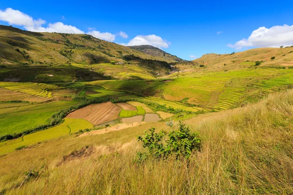 Landscape with rice fields in central Madagascar — Stock Photo, Image