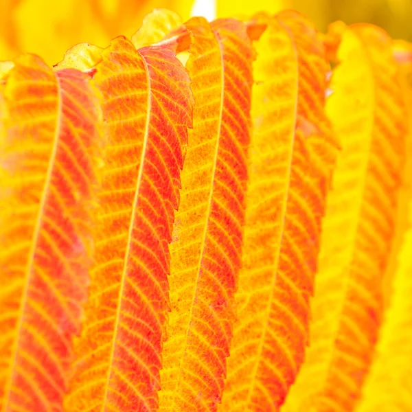 Folhas de outono vermelhas e amarelas em detalhes — Fotografia de Stock