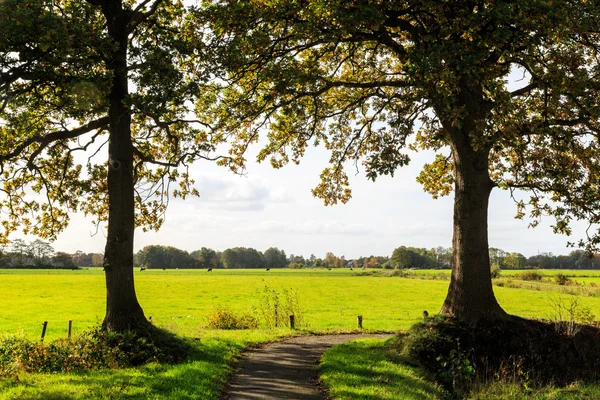 Typiska holländska landskapet av gräsmark med kor — Stockfoto