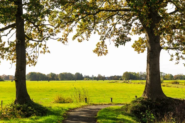 Typiska holländska landskapet av gräsmark med kor — Stockfoto