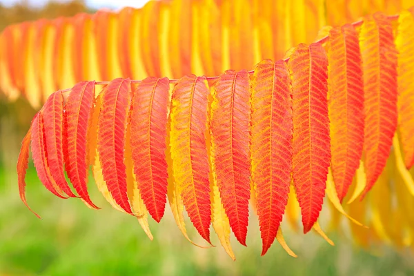 Rote und gelbe Herbstblätter im Detail — Stockfoto