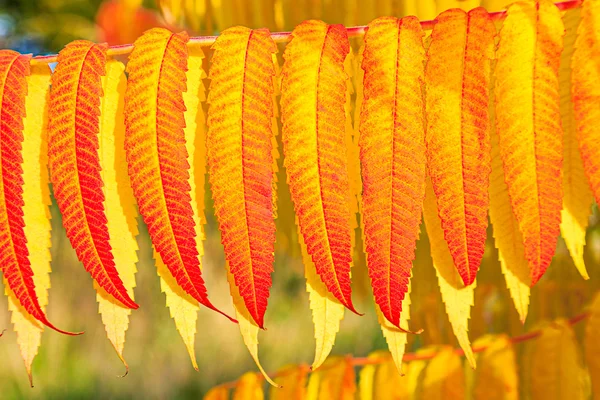 Feuilles d'automne rouges et jaunes en détail — Photo