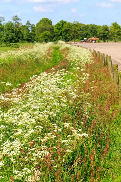 Landscape with weed in spring time — Stock Photo, Image