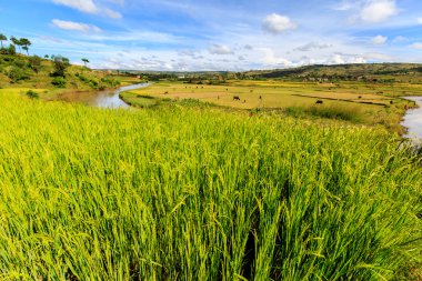 Pirinç tarlaları ve Afrika manzara Nehri