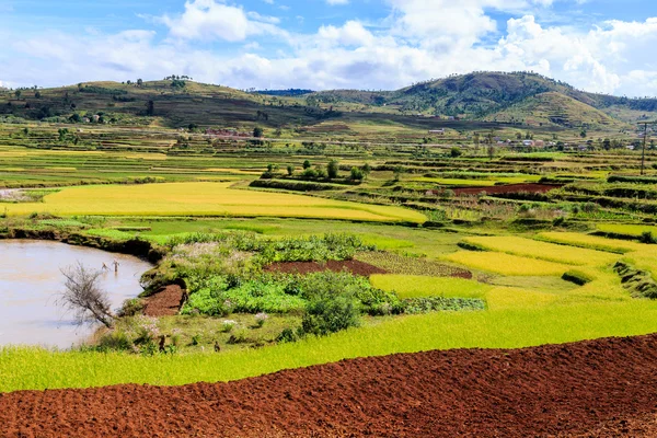 Afrykański krajobraz z pól ryżowych — Zdjęcie stockowe