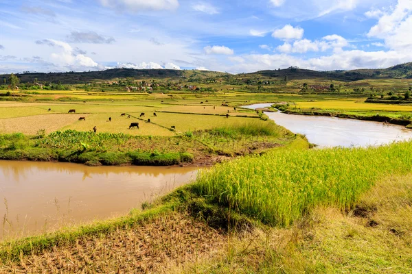 Afrikanska landskapet med floden som rinner genom risfälten — Stockfoto