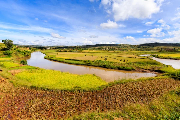 Afrikanska landskapet med floden som rinner genom risfälten — Stockfoto