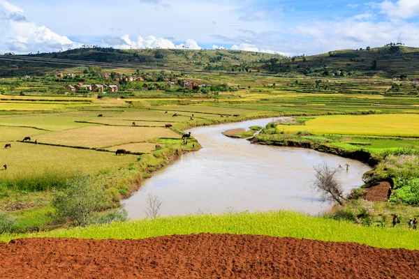 Afrykański krajobraz rzeka przepływająca przez pola ryżowe — Zdjęcie stockowe
