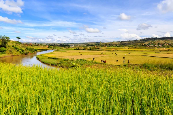 Risfält och floden i afrikanska landskapet — Stockfoto