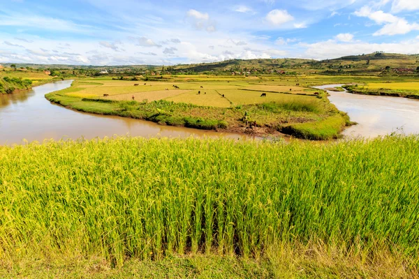 Risfält och floden i afrikanska landskapet — Stockfoto