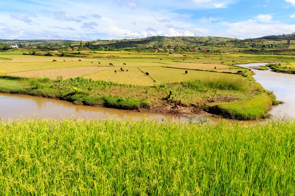 Risfält och floden i afrikanska landskapet — Stockfoto