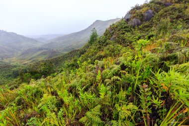 Eğrelti otları ve diğer bitkiler üzerinde Af puslu sabah dağlarda