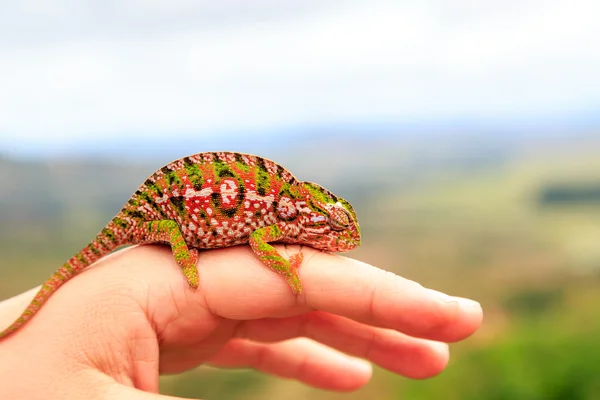 Small colorful chameleon clamping on a finger of a hand — Stock Photo, Image
